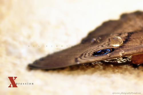 xpressionperth's profile picture. framing ur special moments.