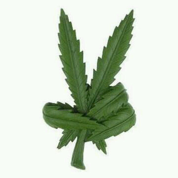 Hola amig@s! Este twitter está dedicado xra todos los adictos al oro verdeee!! No es una droga! Es un pequeño paso ala felicidad! I love smoke ganjaaa♥