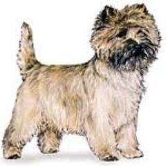 cterrier100's profile picture. 