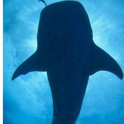 cocs_ill's profile picture. Follow Vice versa