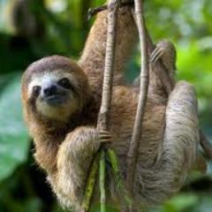 I'm a Slothhhhhhhhhhhhhhhhhhhhhhhhhh, a Slothhhhhhhhhhhhhhhhhhhhhhhhhh who follows you back.