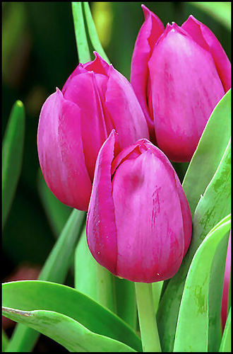 patiacu's profile picture. Amo a mi país, que es el más hermoso del planeta. Creo en Dios con todo mi ser! Al conducir... prefiero doblar a la derecha.