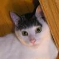 icat (@icat) 's Twitter Profile