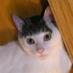 icat (@icat) Twitter profile photo icat (@icat) Twitter profile photo