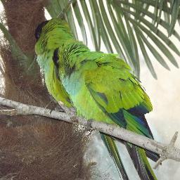 pour les passionnés de conure nanday