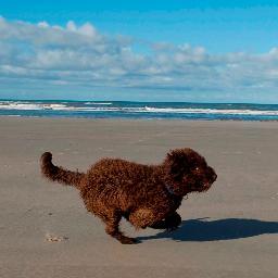 Wij zoeken en RT leuke wandelingen en activiteiten met #honden. Events with #dogs.