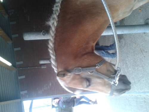 ayrtonlovebalou