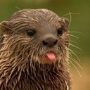 Steven Perrin - @parasteve87 - Twitter