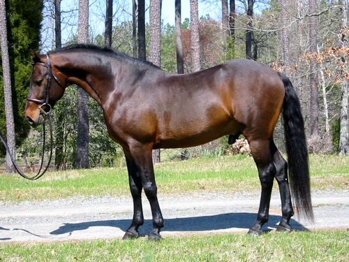 I own/operate a horse breeding/training facility that I established along with my husband and two daughters in 1990. I breed Connemara Ponies & Connemara/TB's.
