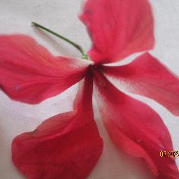 eilafmahmoud's profile picture. 