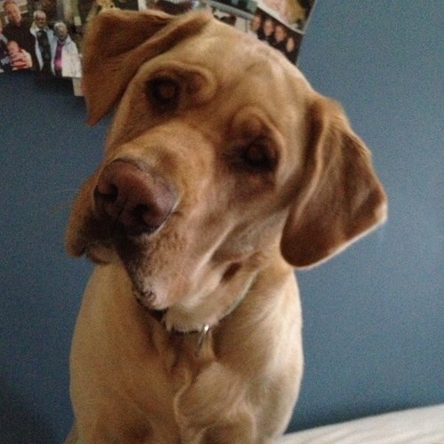 UhhhhParker's profile picture. Uhhh I mean, I think I'm a pretty good dog but uhhh the people I live with don't agree. Uhhh I tend to bark and eat stuff I shouldn't. Uhhh follow me.