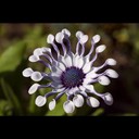 Kenny Major - @KennyMajor557 - Twitter