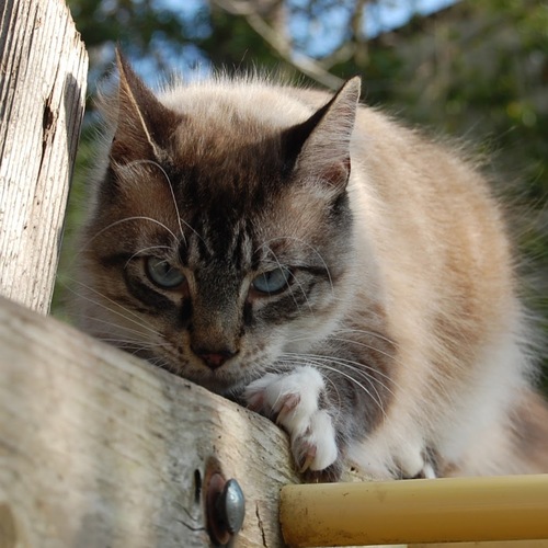 libertyonfire's profile picture. 