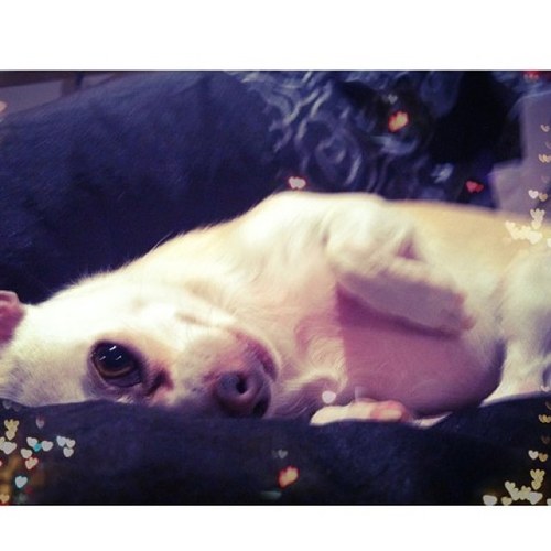 ChihuahuaIzzy's profile picture. Yo, Izzy the chihuahua here. I enjoy sleeping and making horrible smells.