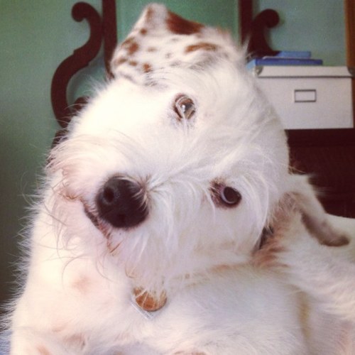 angies91's profile picture. Dog mom, baker, photo taker.  Jill of all trades, master of a few. @salsify-er and ecomm & affiliate marketing vet.