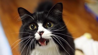 Meow