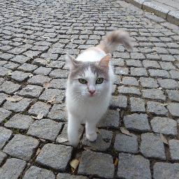 nalan koçak