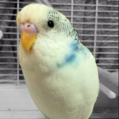 My name is Sgt. Pepper.  I love my mommy and daddy.  I also love kisses.