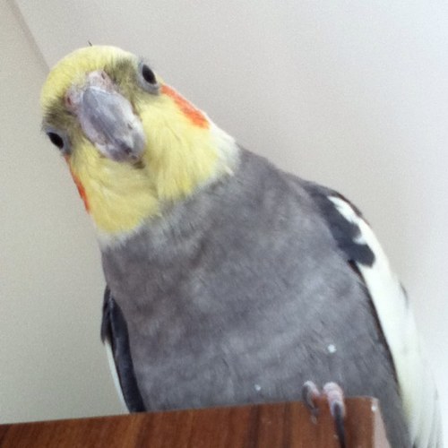 The official twitter account of Crackers Birdy Elkington.

A cockatiel.