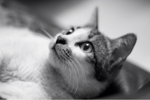Feline specialist. I'll be happy to help you out.