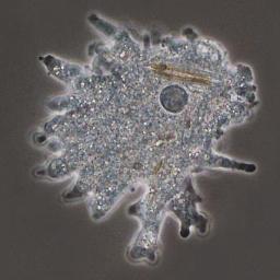 errordelarazon's profile picture. condicionado por el error de la razón transito la lógica de la ciencia médica cabalgando sobre la duda constante