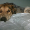 Lisa Debolt - @pdot2000 - Twitter