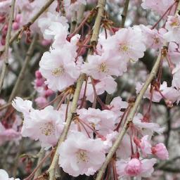 特定方面に偏っていますが，そちら用のアカウントというわけではありません。
   たまに食いつきますが，普段は取り留めもなく一方的に呟いています。天文とクラシック方面が多め...。