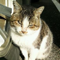 気紛れcat