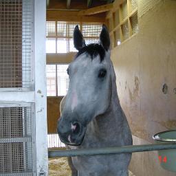 No Horse, No Life 競馬・乗馬・馬術・馬事文化・野生馬など、馬に関する様々な話題を発信していくためのサイトを作成中。馬にとって幸せとは言えないこの国に少しでも“馬の福祉”が浸透するように活動していきます。障がい者乗馬 RDA Japan、日本サラブレッドコミュニティクラブ TCC Japan 会員。