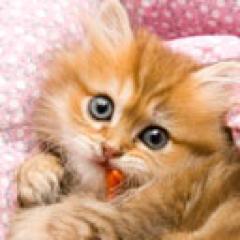 studiocat2's profile picture. 