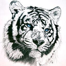 GeneralMcTiger's profile picture. Game Developer