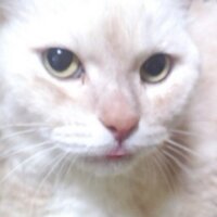 ほんまる (@yet48_not) 's Twitter Profile