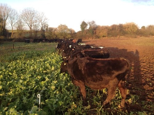 cremin_danny's profile picture. Dairy farmer, gaa, sports of all sorts follower