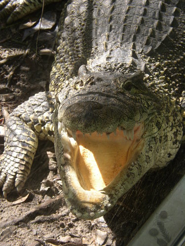 RefexMichael's profile picture. 