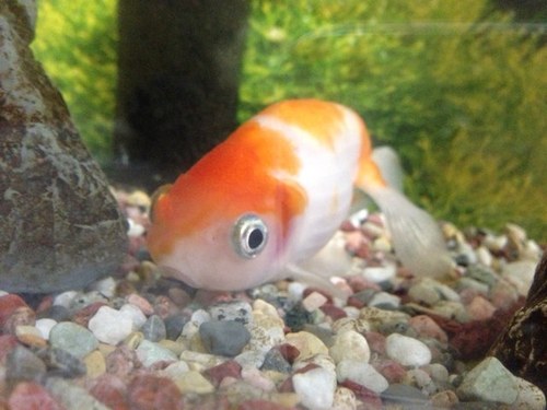 otsukare's profile picture. 反撃の金魚 好きな餌はクラウドコンピューティング、哀戦士

嫌いな餌は知的レベル云々言う生ゴミ