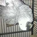 penny butcher - @pennybutcher50 - Twitter