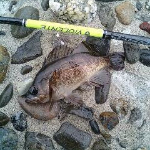 浜名湖周辺でルアー釣りしてます！ その時の旬な魚を狙って竿を振ってます！