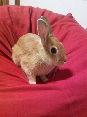 ぼ、ぼくは、う…うさぎが好きなんだな。