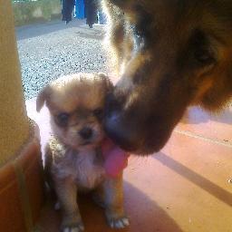 crisflortatuaje's profile picture. 