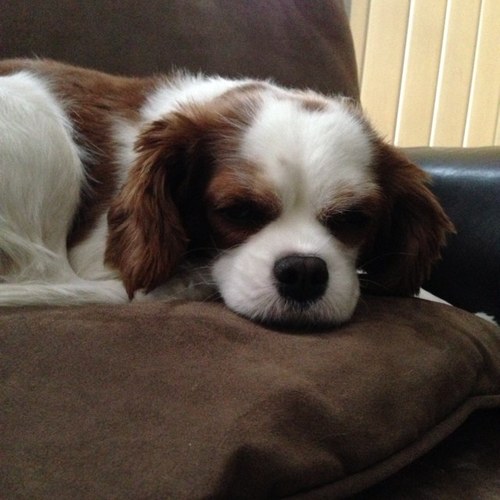 neetzkalia's profile picture. 🇨🇦🇮🇳✌🏽