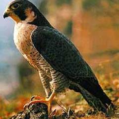 The Anatum peregrine falcon has disappeared from most of eastern Canada, southern Alberta, Manitoba, and British Columbia. Spread the word and make a change.