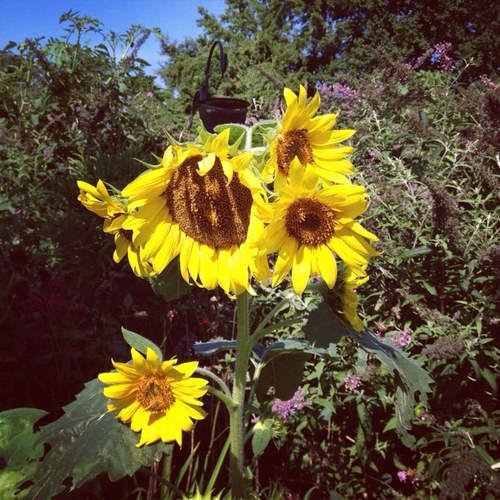 luckylisa9's profile picture. Retired Teacher, gardener, animal lover, road trip enthusiast, South County, lucky.