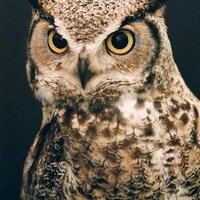 cityal60 (@cityal60) 's Twitter Profile Photo