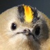 charlie (@charliebirder) Twitter profile photo charlie (@charliebirder) Twitter profile photo