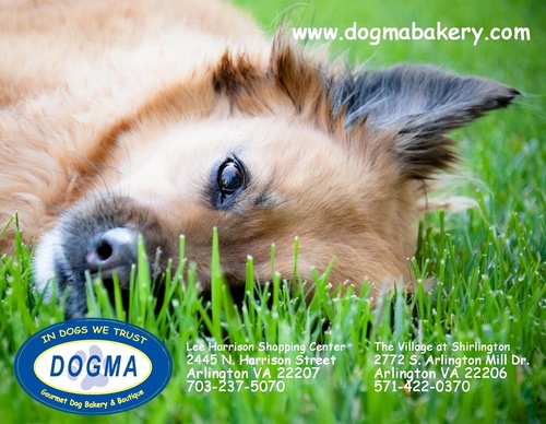 Community-minded dog bakery and boutique. We bake on-site, groom your dogs, sell dog and cat supplies, and loads of things for the pet-loving human.