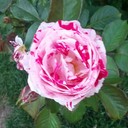 Alice Murray - @WonderAlLand - Twitter