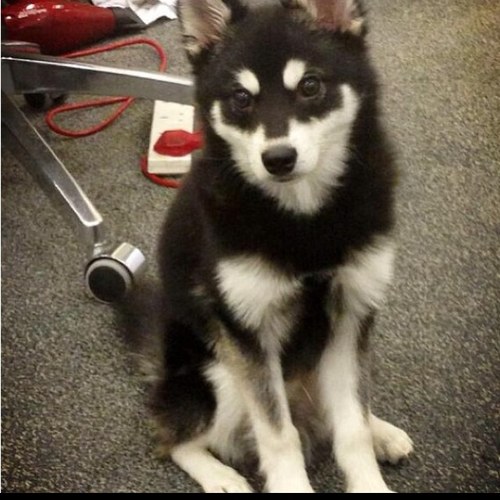 I am the original LOKI PEAZER/PAYNE ~~If u want a follow pls ask~~ I love my mommy and daddy