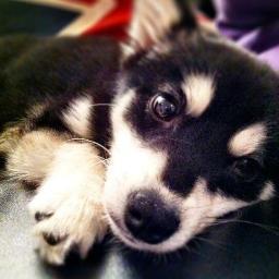 this is the official account of Loki, puppy of @daniellepeazer and @real_liam_payne