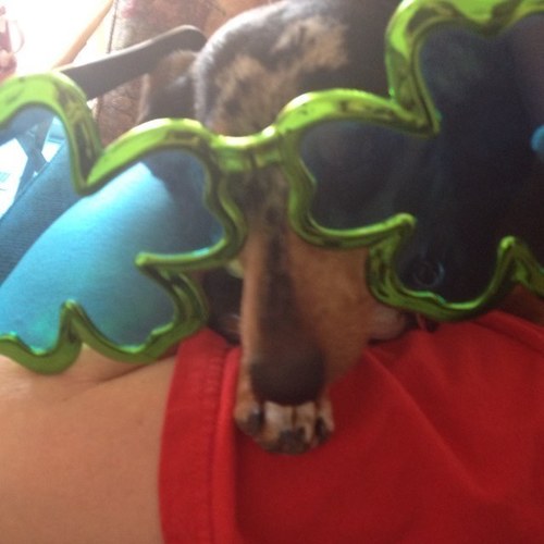 My name is sheldon. Im a weenie dog and sinatras cuzzin. Im still a baby.