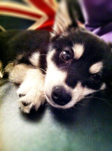 First and Official Loki army! There are three owners of this account! Sammi, Emily and Claudia xx
We love Payzer, and Loki!!